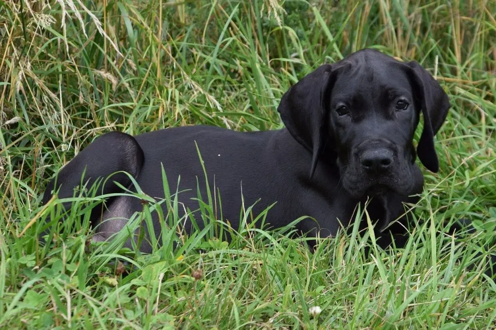 black Great Dane