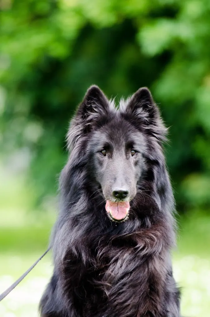 Belgian Sheepdog