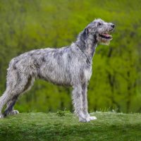 What is a irish wolfhound puppy and how do they act