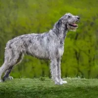 What is a irish wolfhound puppy and how do they act