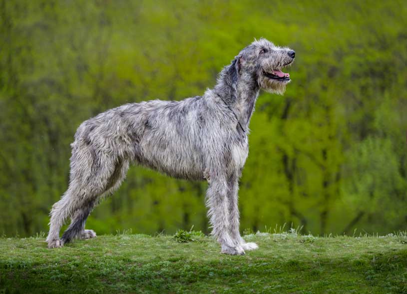 Irish Wolfhound Puppy: What You Have To Know