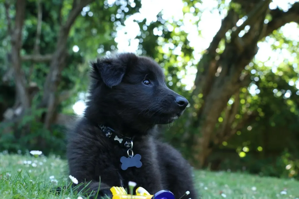 Belgian Sheepdog