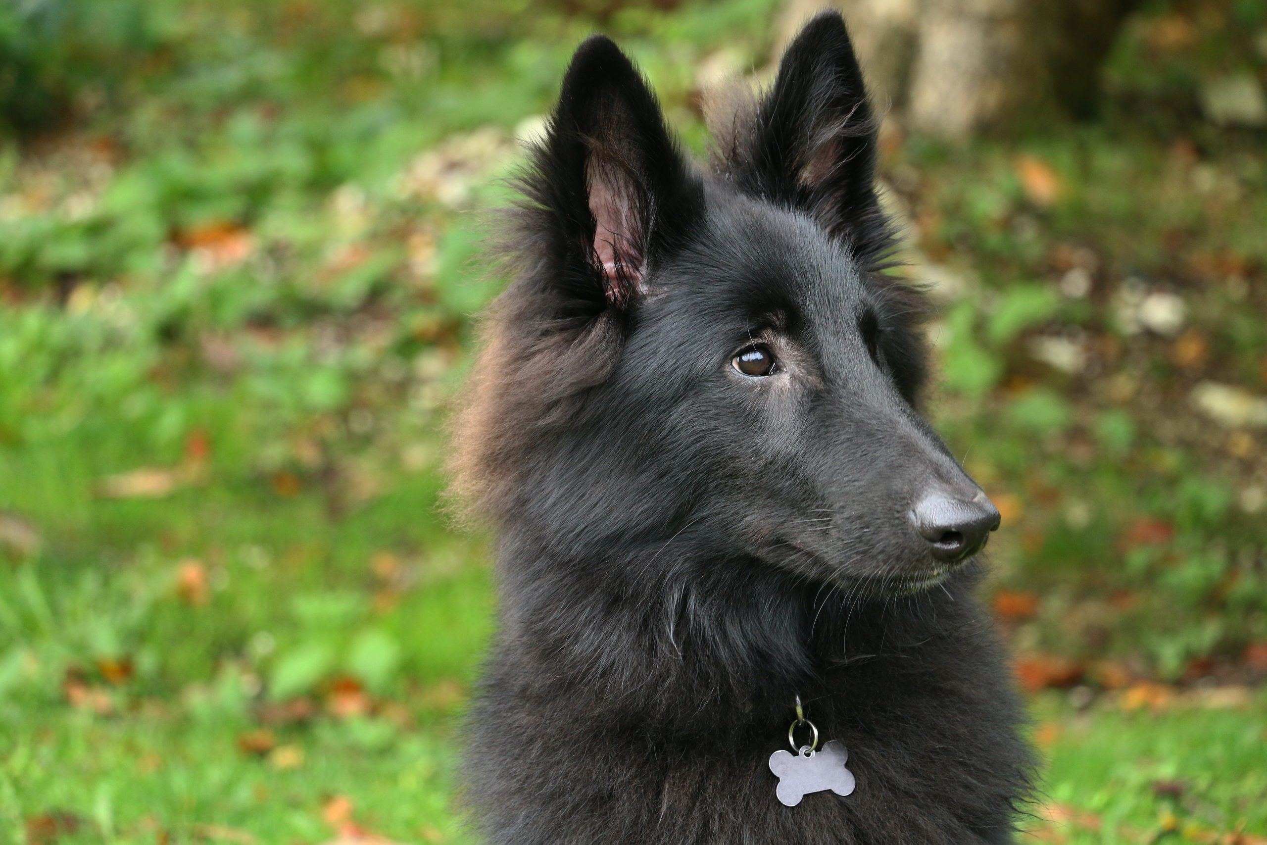 Belgian Sheepdog: From herding dog to family pet