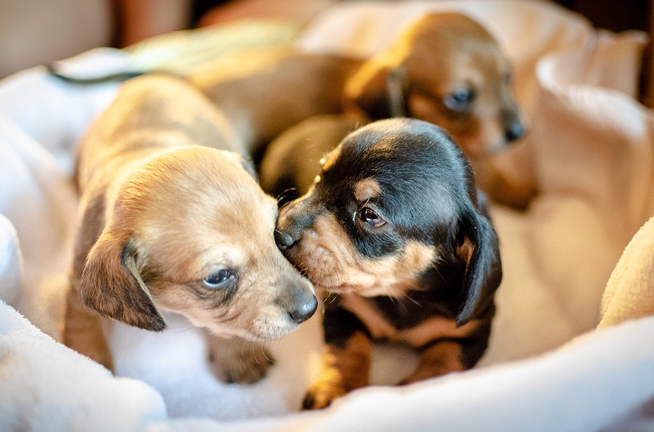 Puppy love: The cutest puppies you’ll ever see