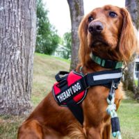 Dog training vest