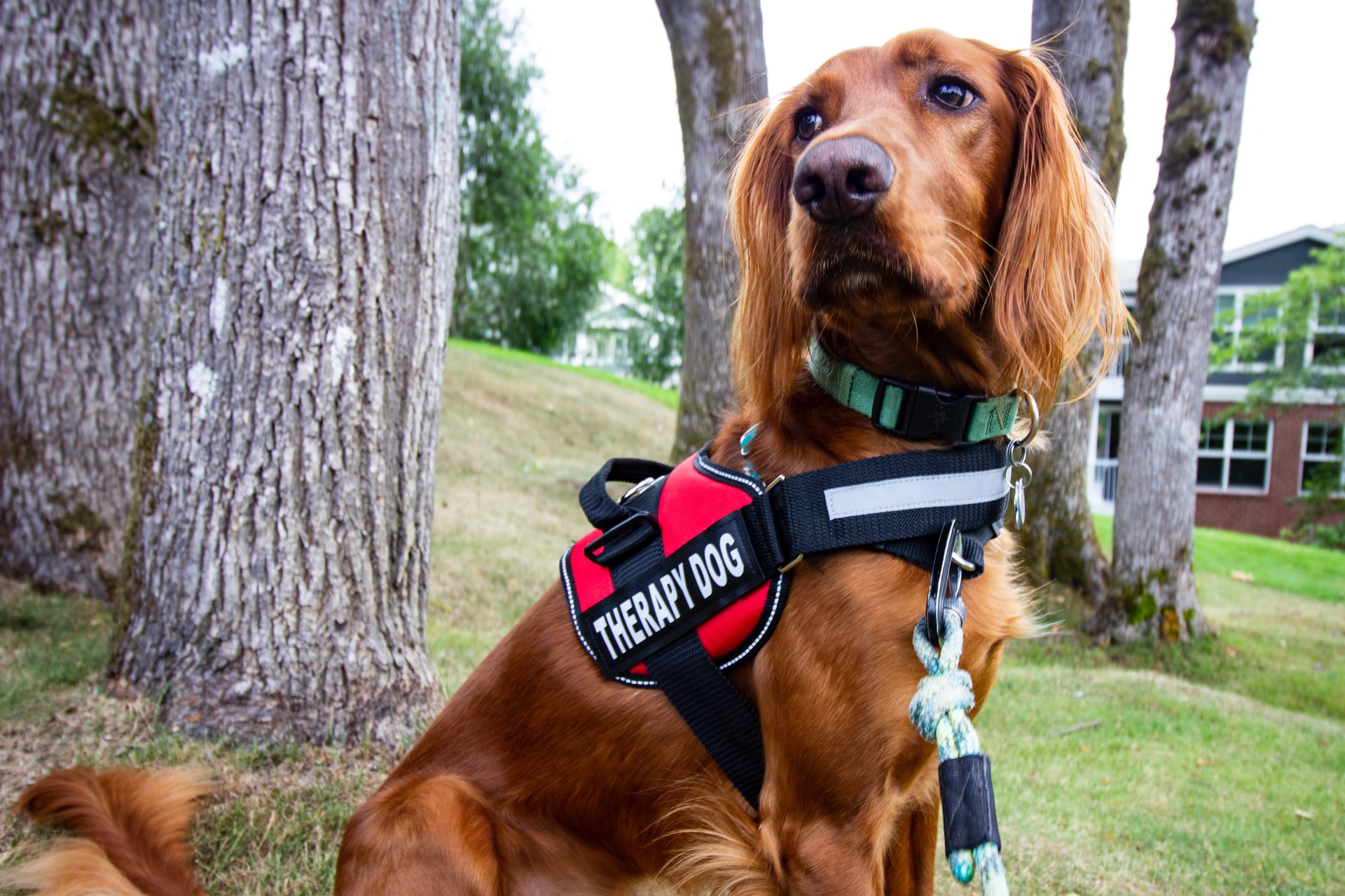 Dog training vest: Why it’s so important