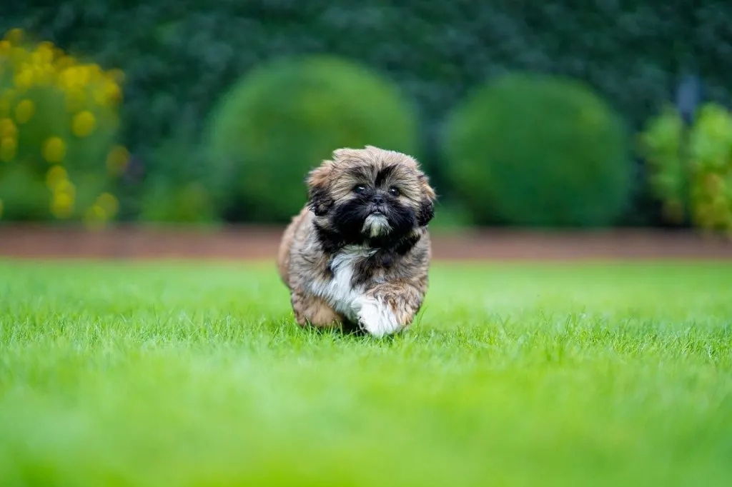 puppy love Shih Tzu