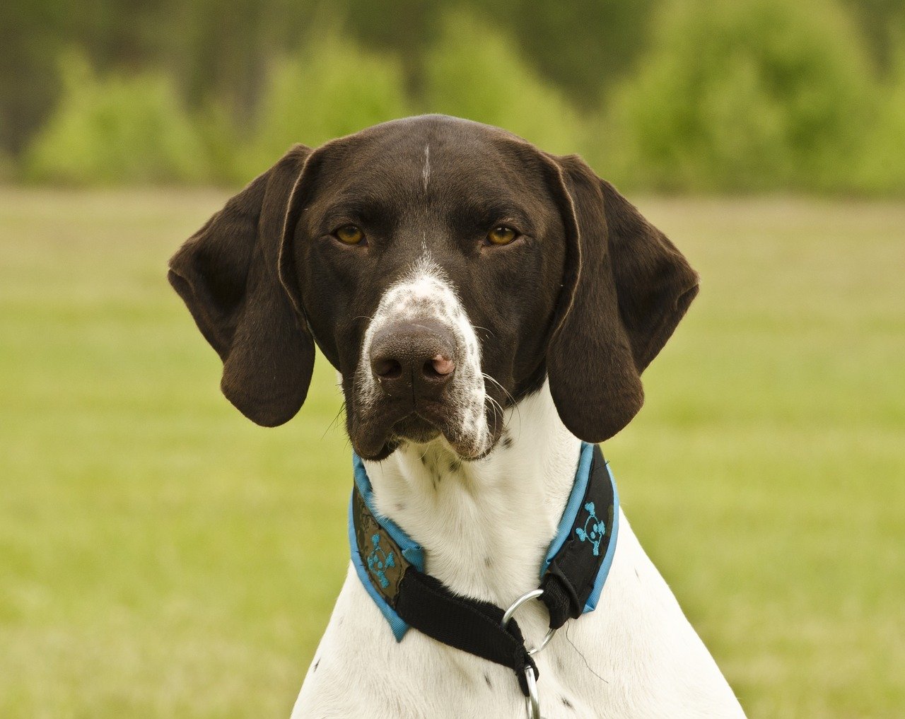 German Shorthaired Pointer: The overall great dog