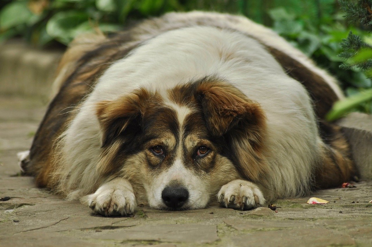Fat dog: What to do if your pooch is obese
