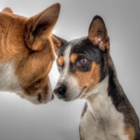 Basenji dogs looking into each others eyes deeply