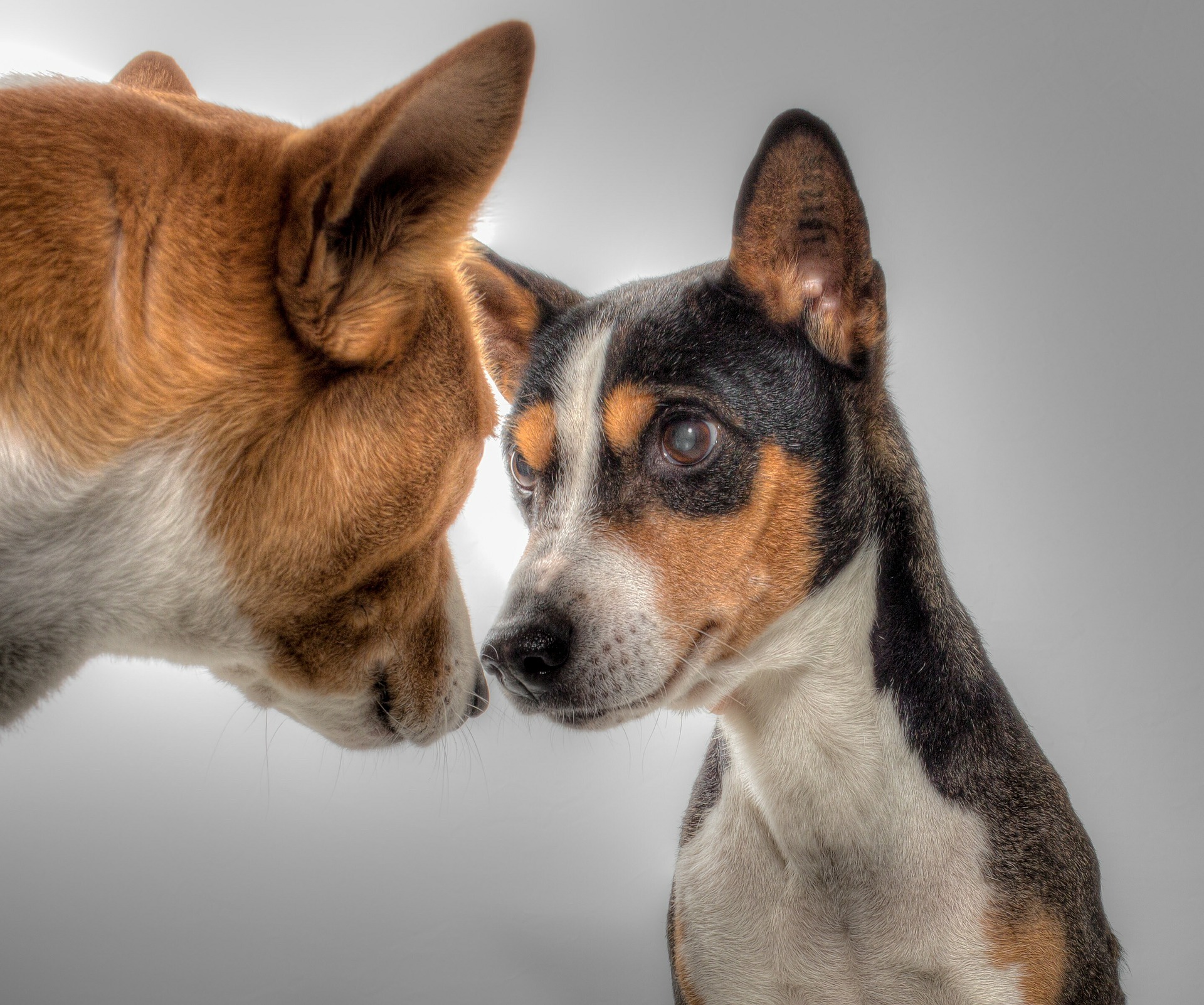 Basenji Dog Breed: Everything You Should Know