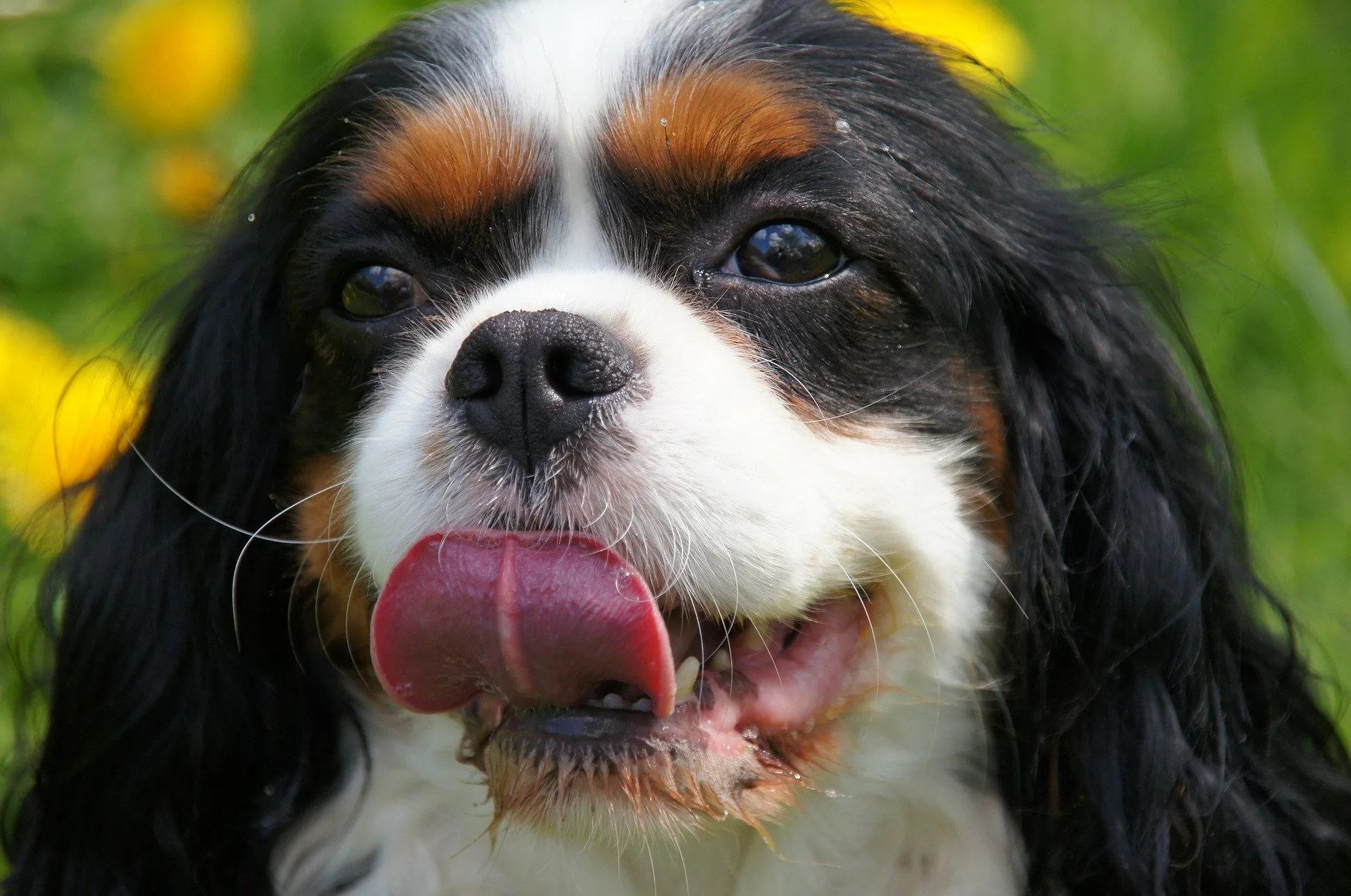 Norway has virtually outlawed the breeding of English bulldogs and Cavalier King Charles spaniels.