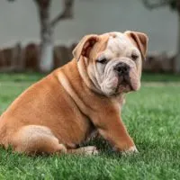 An English Bulldog sitting on The Grass