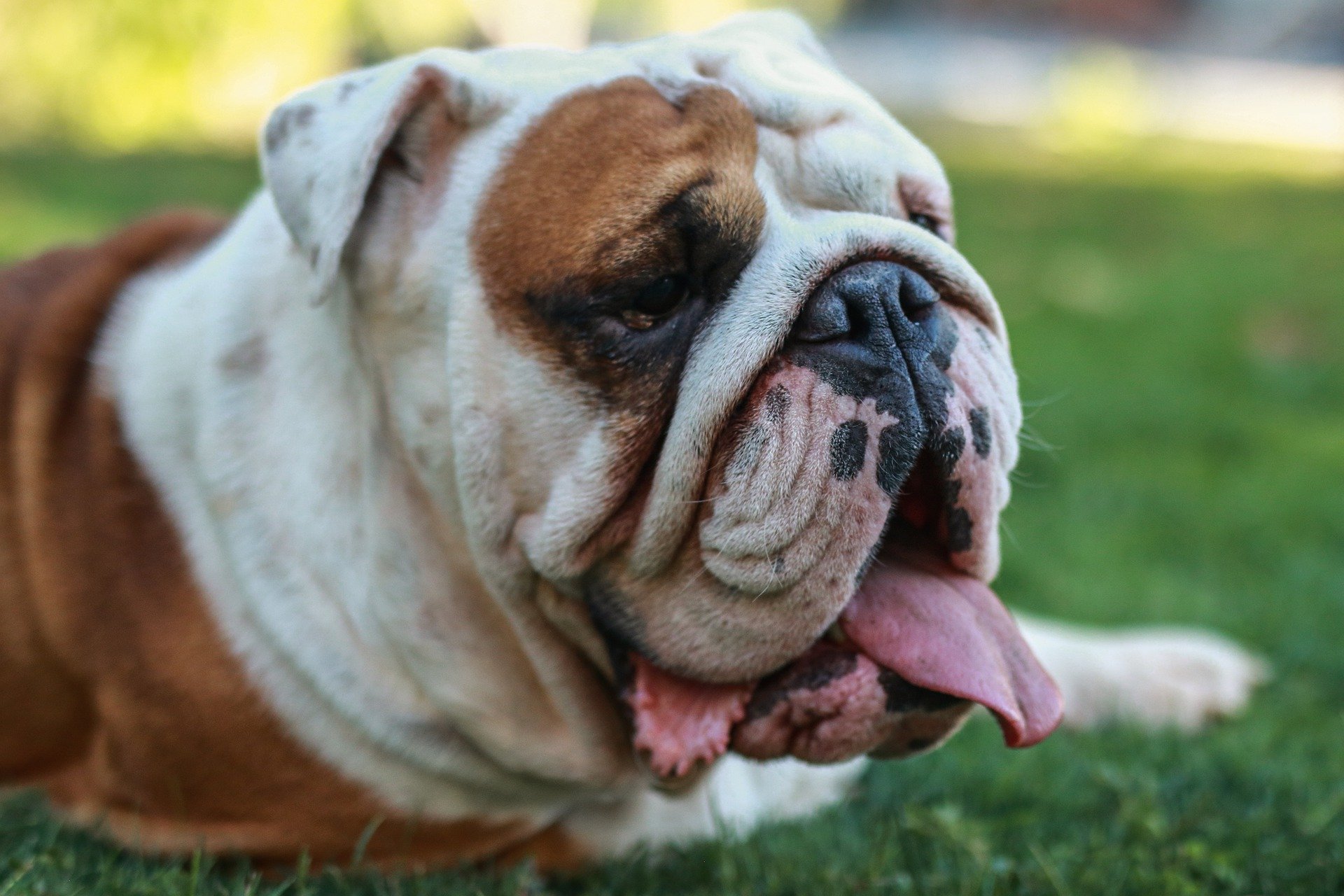 Bulldogs and Cavalier King Charles spaniels are two of the most popular dog breeds in the United States.