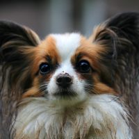 The papillon is a petite and adorable toy breed