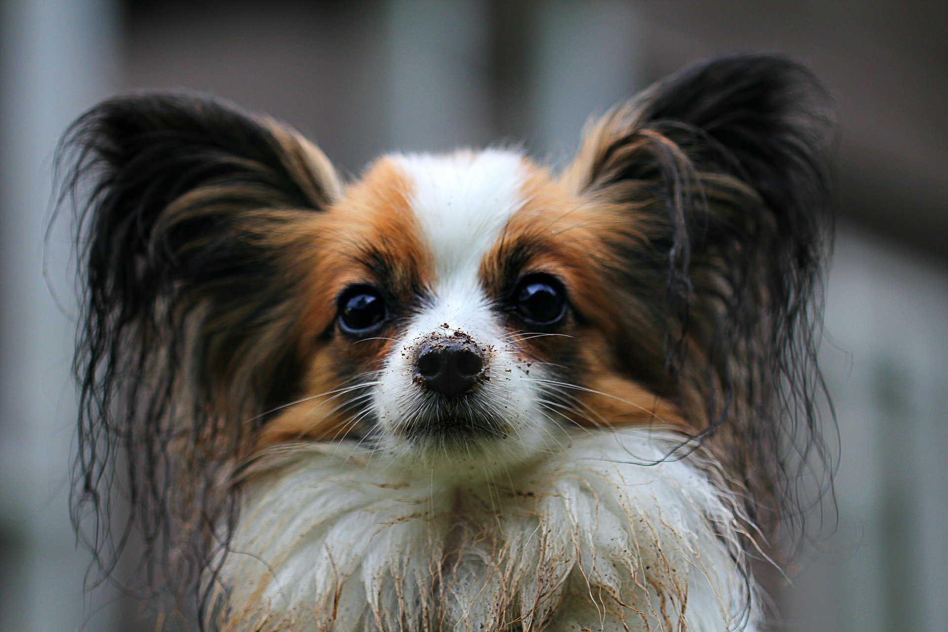 Papillon Dog Breed: What You Have To Know