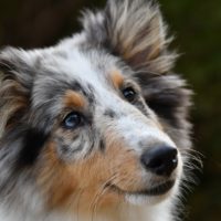 The Shetland Sheepdog is one of the most popular and desired dog breeds