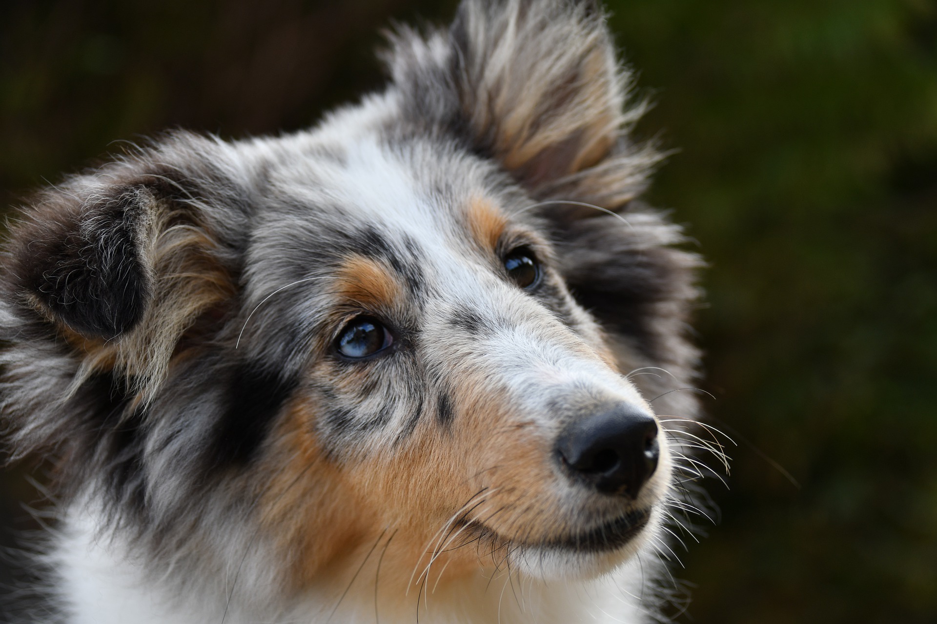 Shetland Sheepdog Breed: What You Have To Know