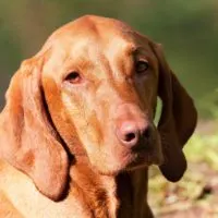 The Vizsla is a hunting dog breed of Hungarian origins.