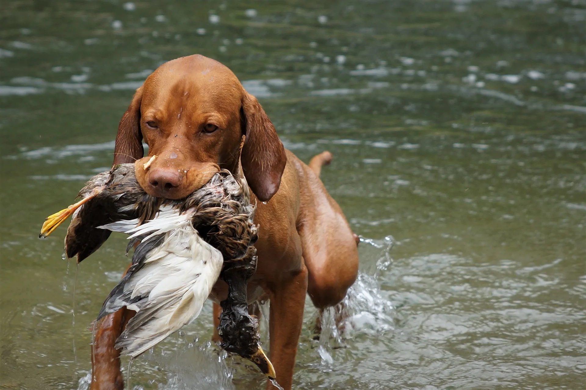This is a hunting breed, so don’t underestimate the strong prey drive of the Vizsla. 