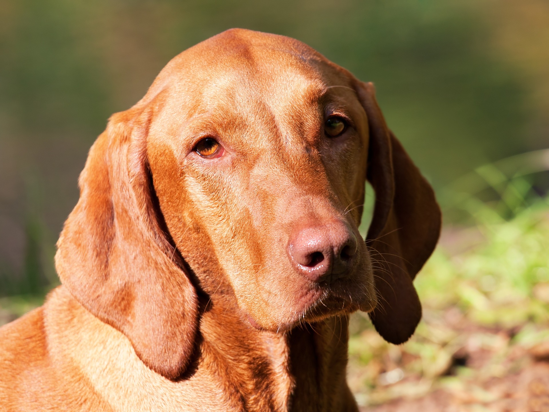 Vizsla Dog Breed Info: Info, Facts And Characteristics