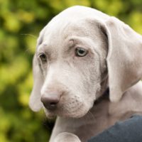 Weimaraner is a breed of dog known