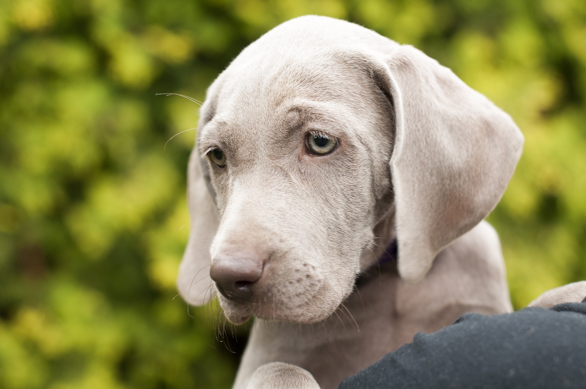 Weimaraner Dog Breed Info: What You Have To Know