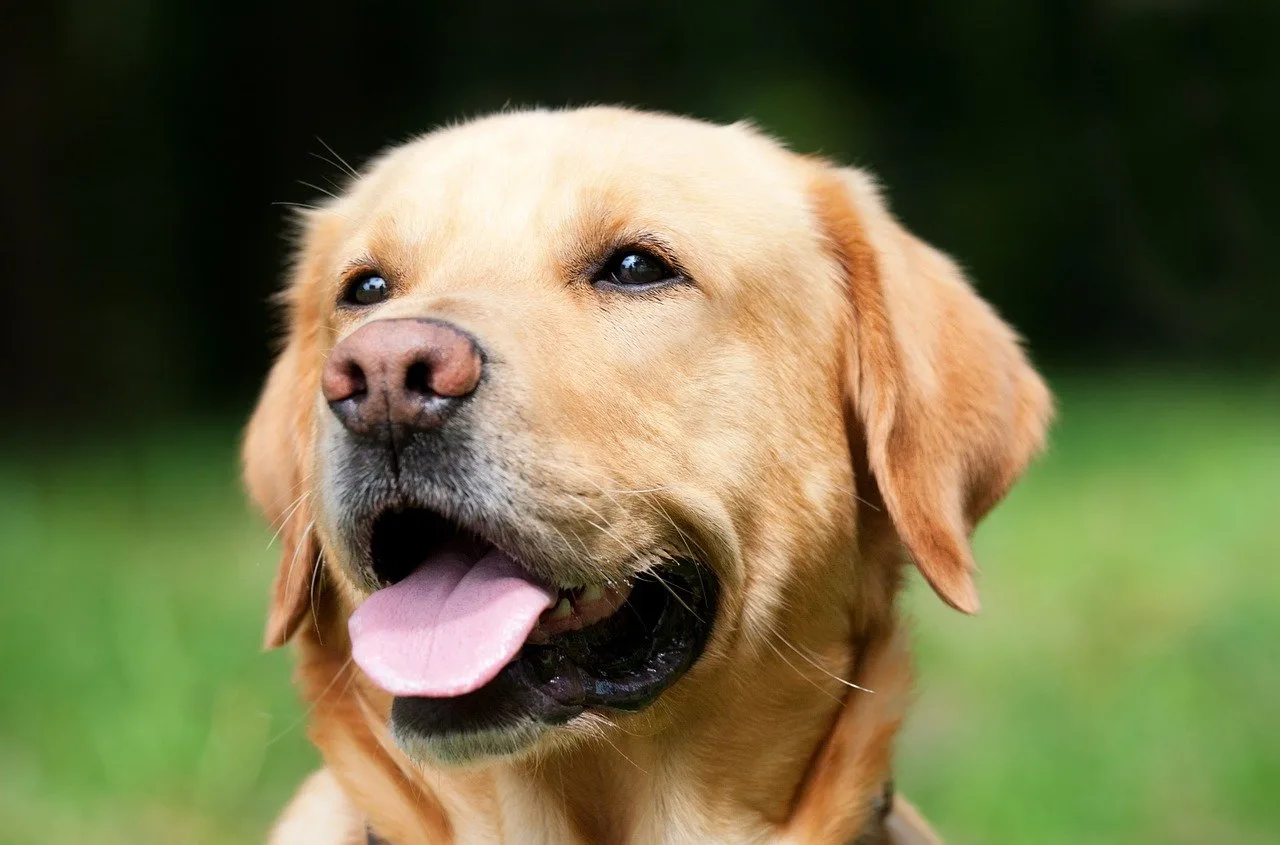 are yellow labs good family dogs