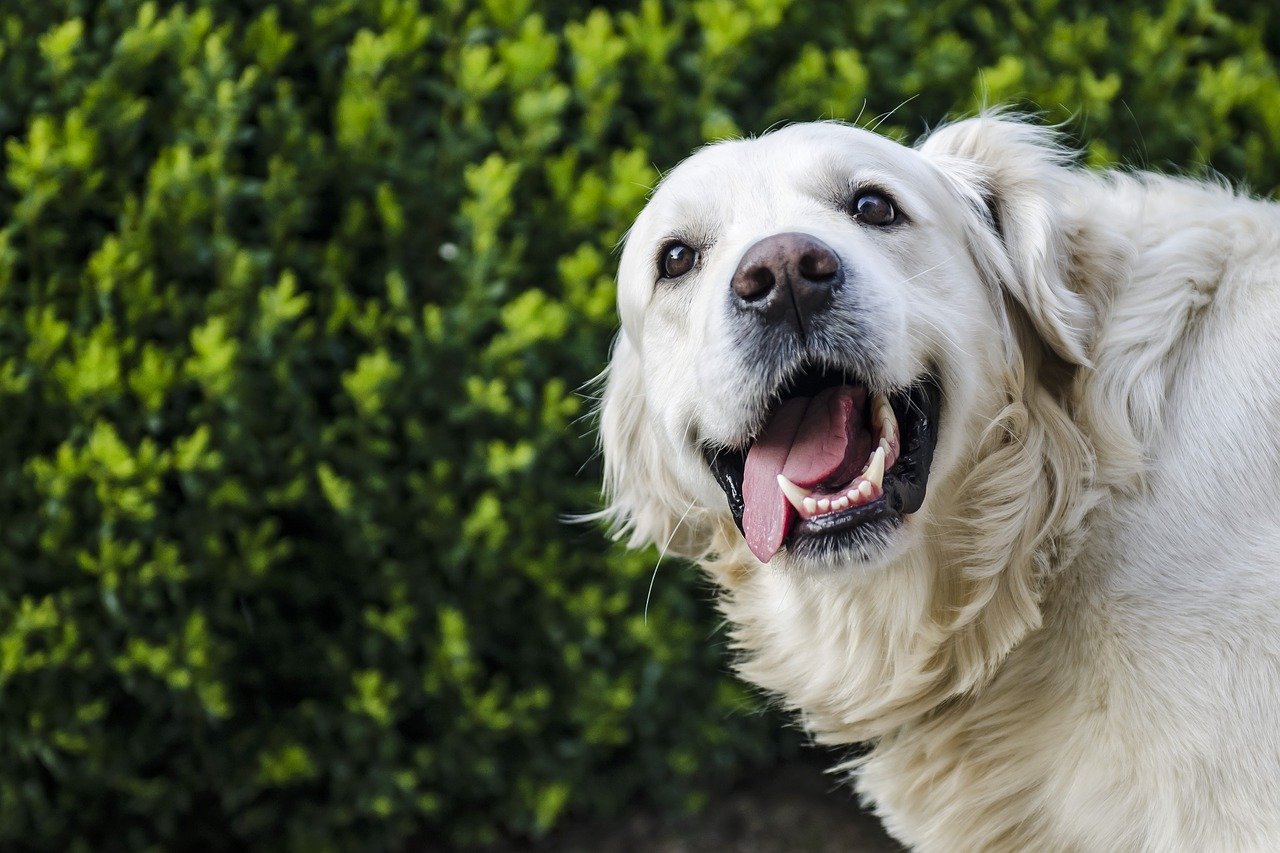 Golden Retriever: The perfect family dog