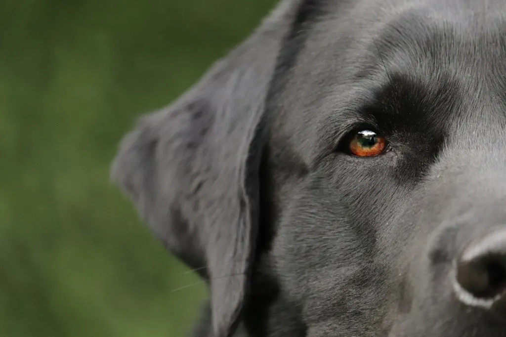 labrador retriever