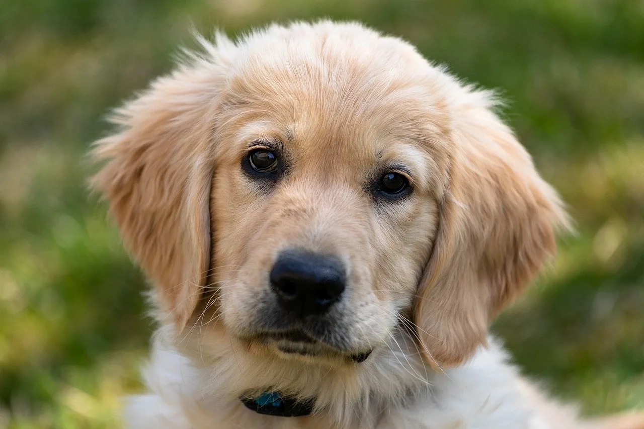 golden retriever