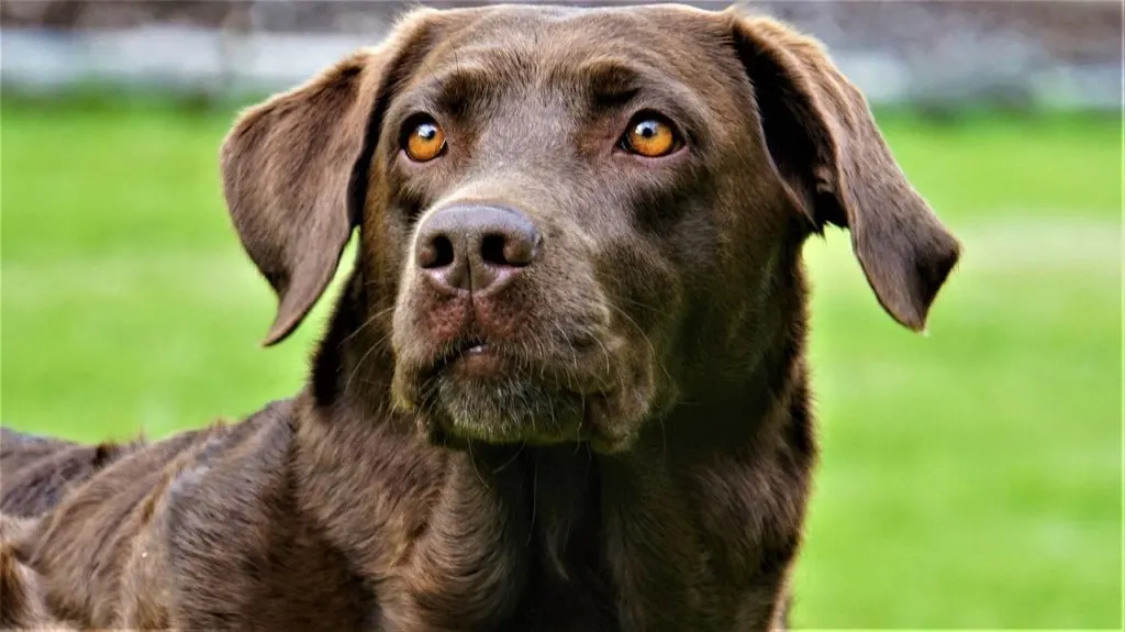 labrador retriever