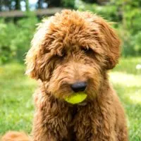 The Barbet dog breed is one of the orginal water dogs