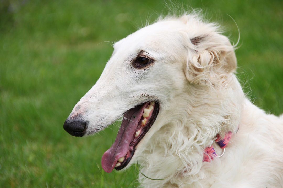 Borzoi: The Graceful Hunting Breed