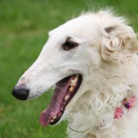 Borzoi dog breed what you have to know