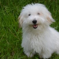 Cotons de Tulear are cheerful, friendly dogs who like spending time with small children and make excellent family dogs.