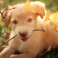 An adorable lab puppy playing outside