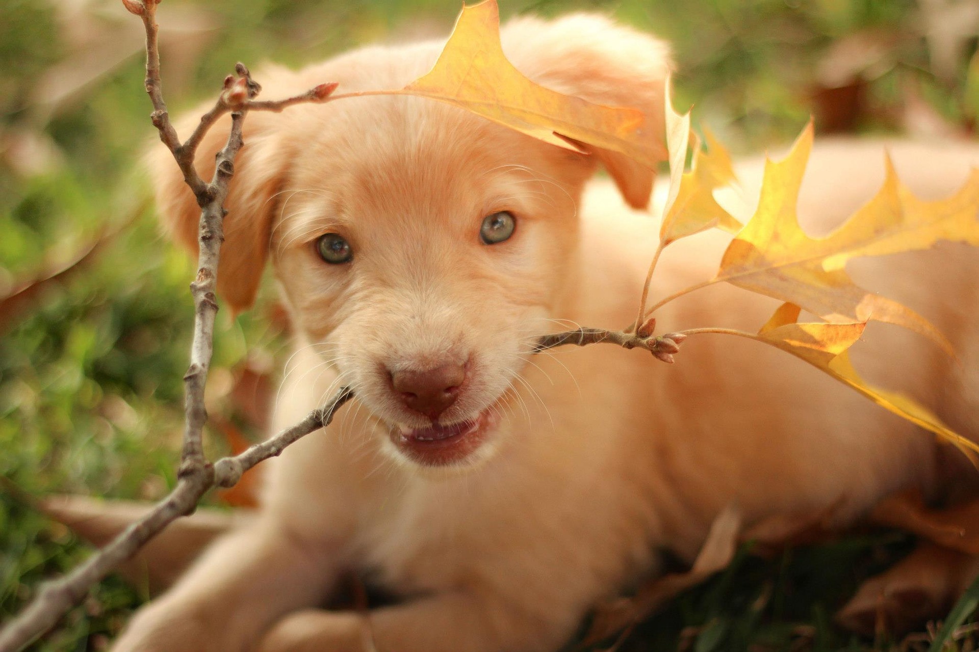 Labrador Retrievers Are America’s Most Popular Dog For 31 Years In A Row — Here’s Why