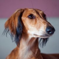 A Saluki is easy to groom, challenging to train, and not to be trusted off leash.