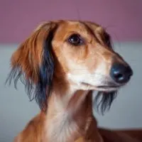 A Saluki is easy to groom, challenging to train, and not to be trusted off leash.