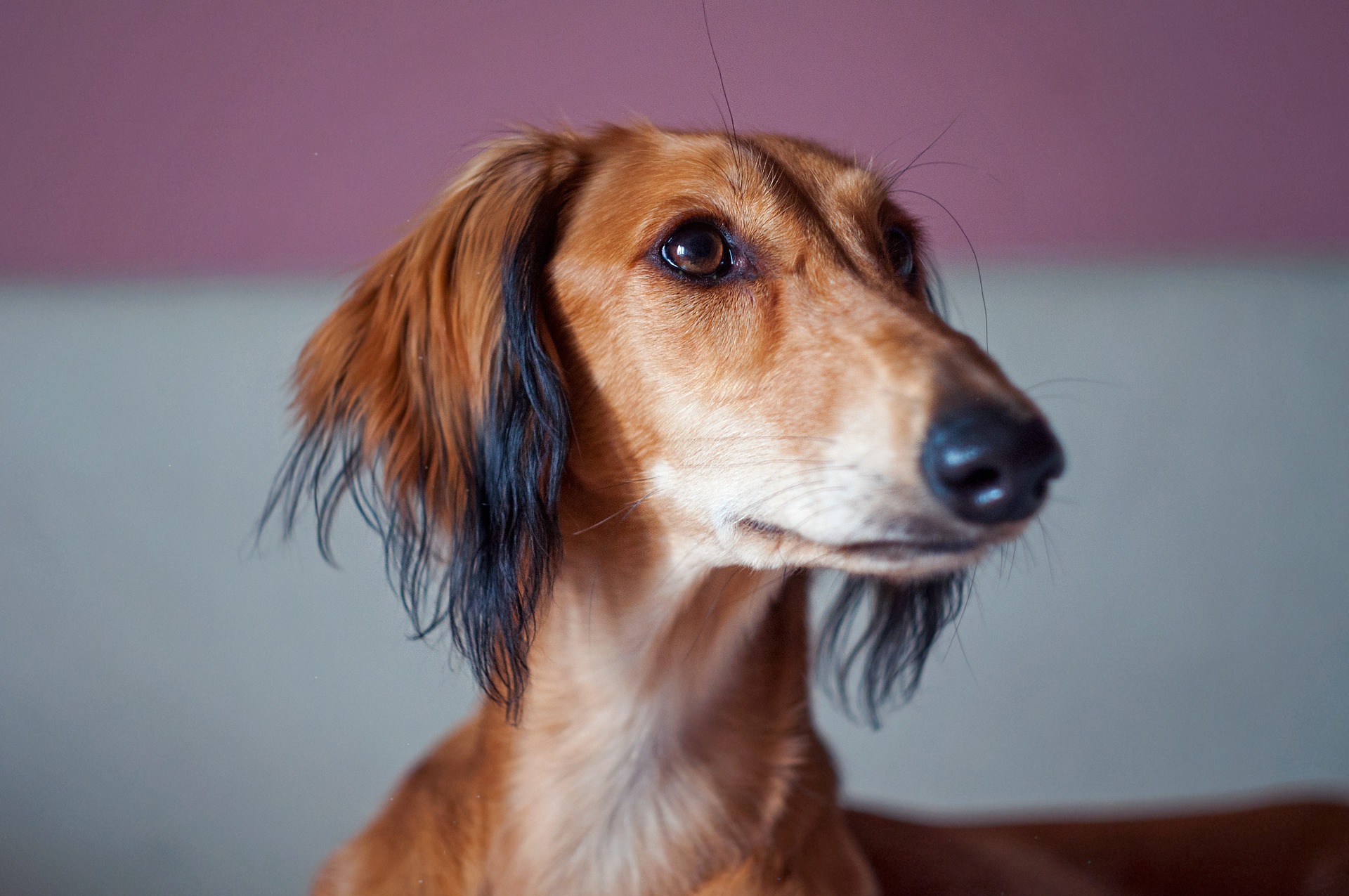 Saluki Dog Breed: All The Info You Need