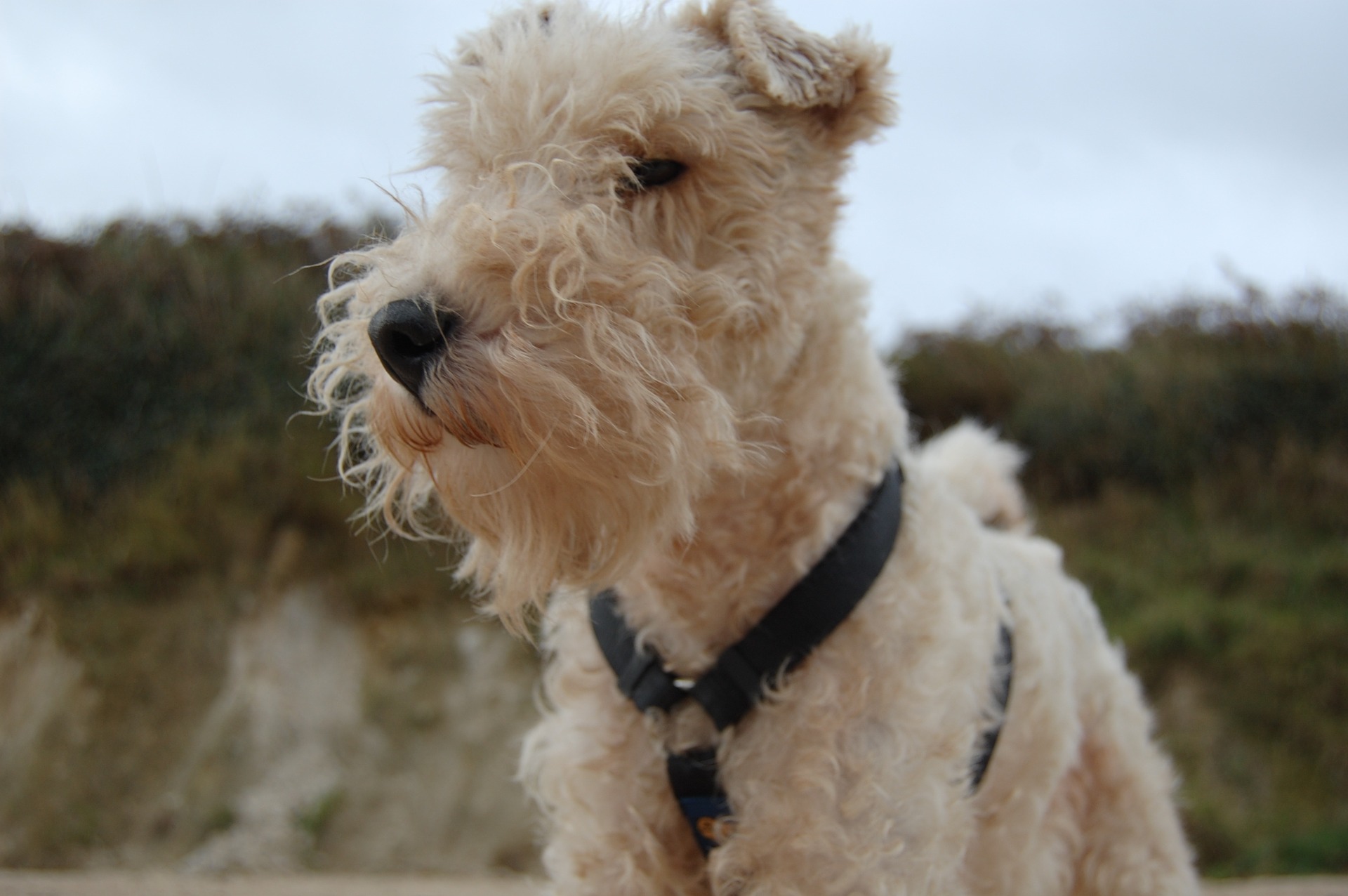 The Wire Fox Terrier is a fearless hunting dog