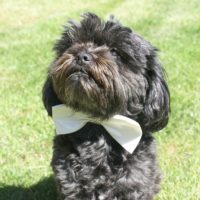 The Affenpinscher comes in a variety of colors, including black, gray, silver, black and tan, and red