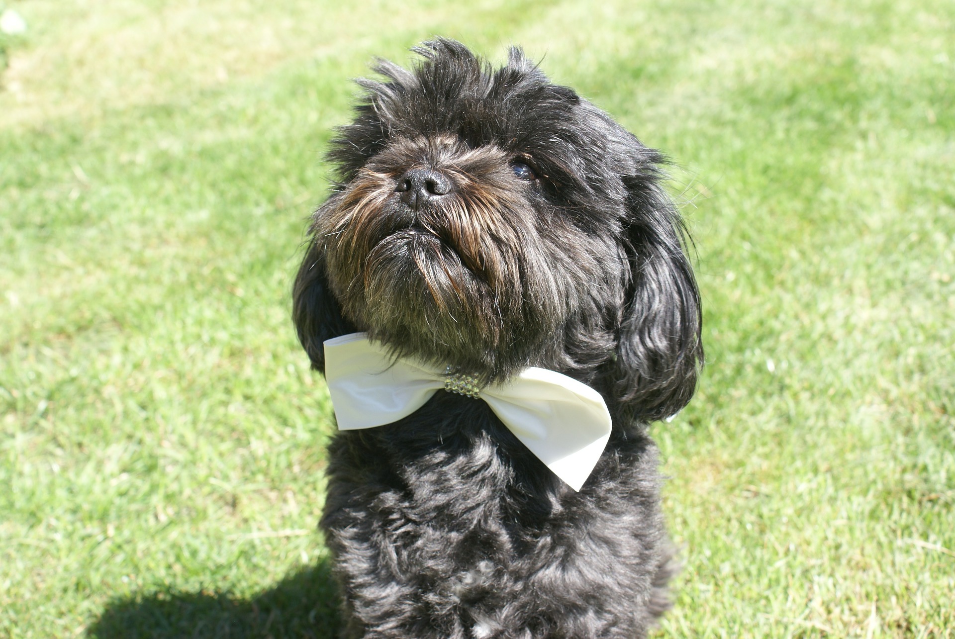 The Affenpinscher comes in a variety of colors, including black, gray, silver, black and tan, and red