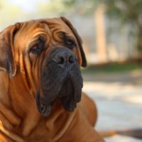 The Boerboel dog breed is also known as the African farmer’s dog