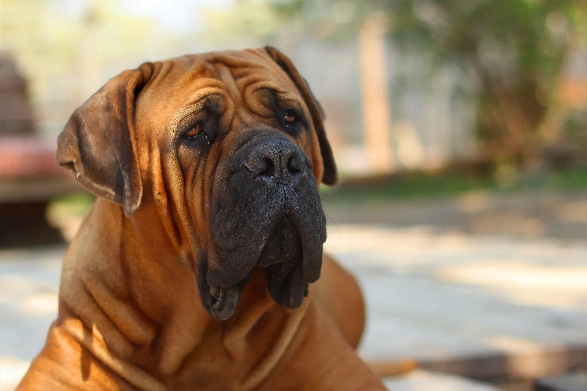Boerboel: The African Farmer’s Dog
