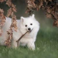 Keeshond the unusual and small dog breed