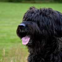 Briard dog sticking out his tongue