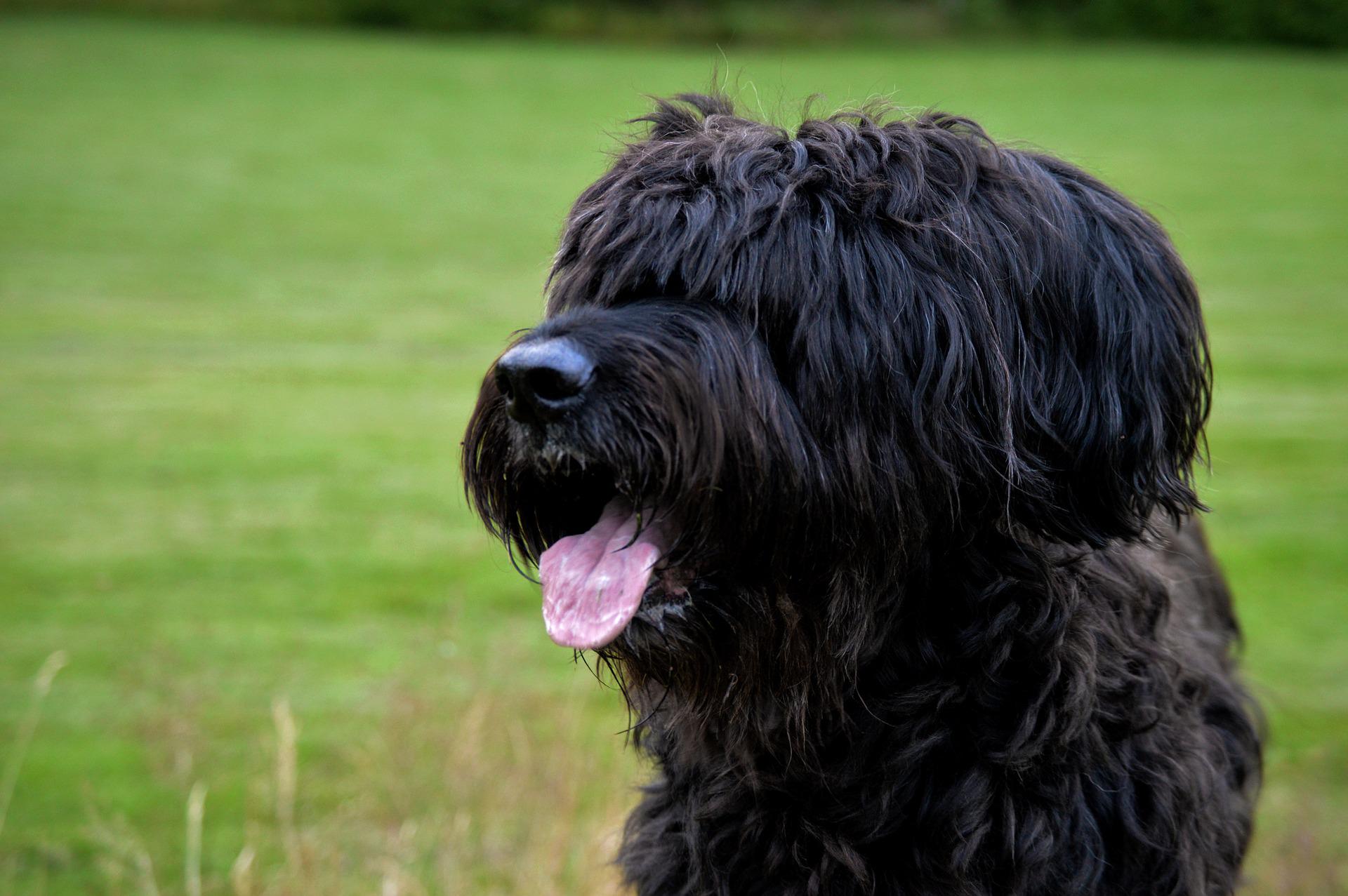 Briard Dog Breed: The Powerful And Protective Watchdog