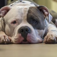 A Guide to Determine the Compatibility of a Second Dog for Your Bully